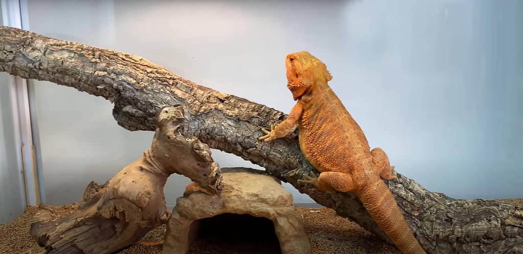 Bearded Dragon Enclosure Setting