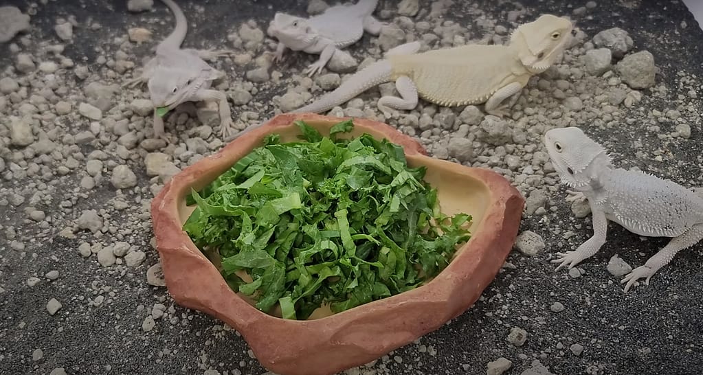bearded dragon feeding vegetables