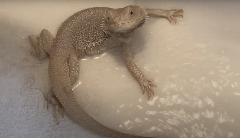 bearded dragon bath