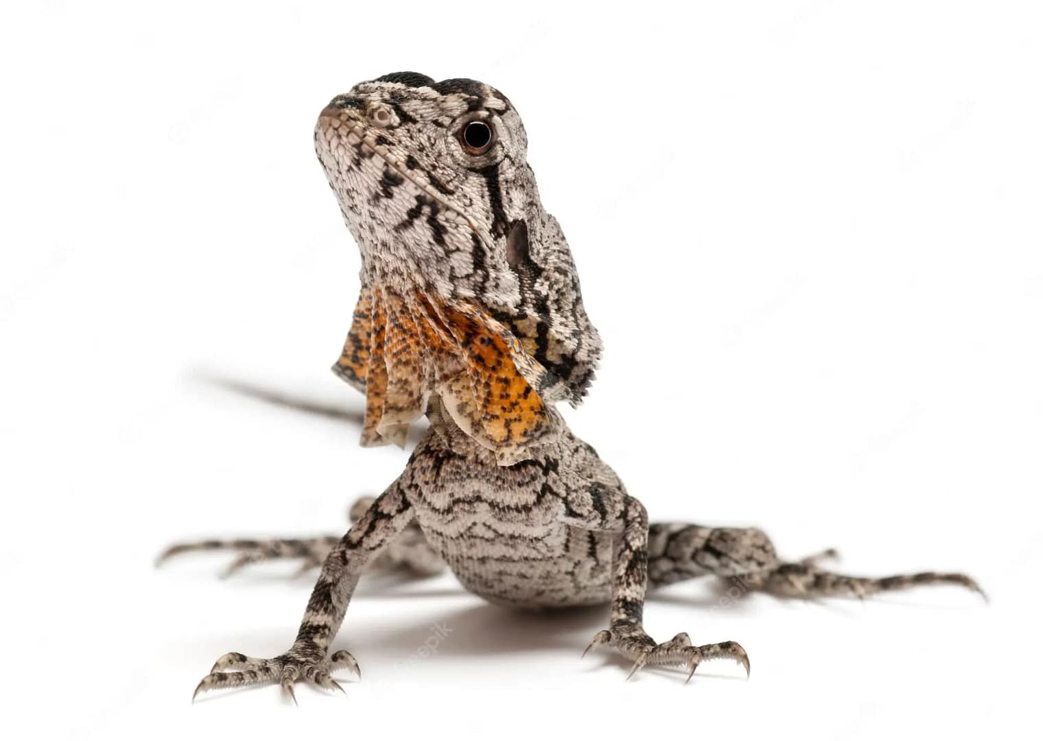 Ruffed Lizard Frilled Lizard Care Sheet & Species Profile - Blue Reptile