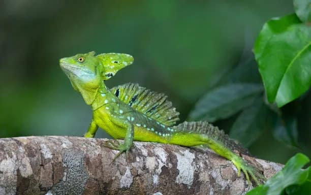 The Ultimate Green Basilisk Species Profile & Care Sheet in Detail ...