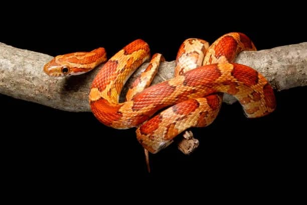 Image showcasing Corn Snake Feeding Chart Full Volume: A Comprehensive Guide for Corn ...