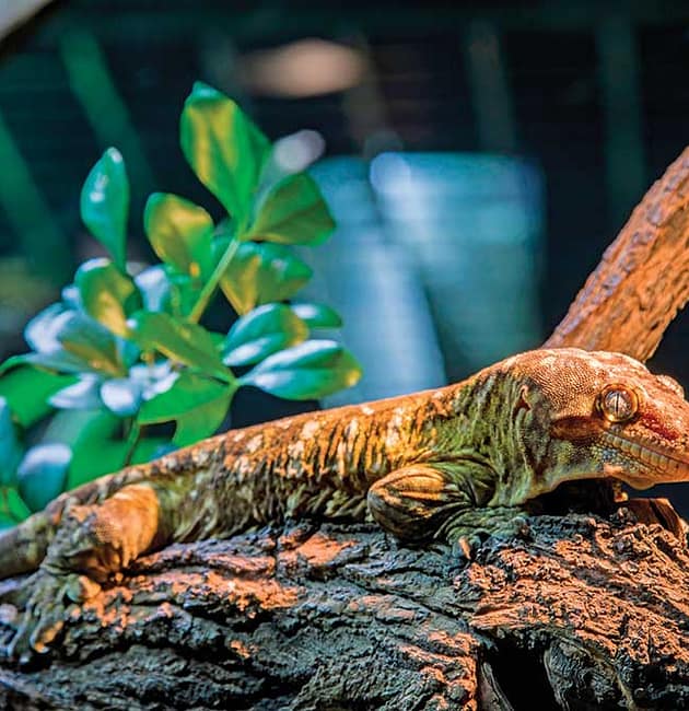 Lechianus Gecko Feeding