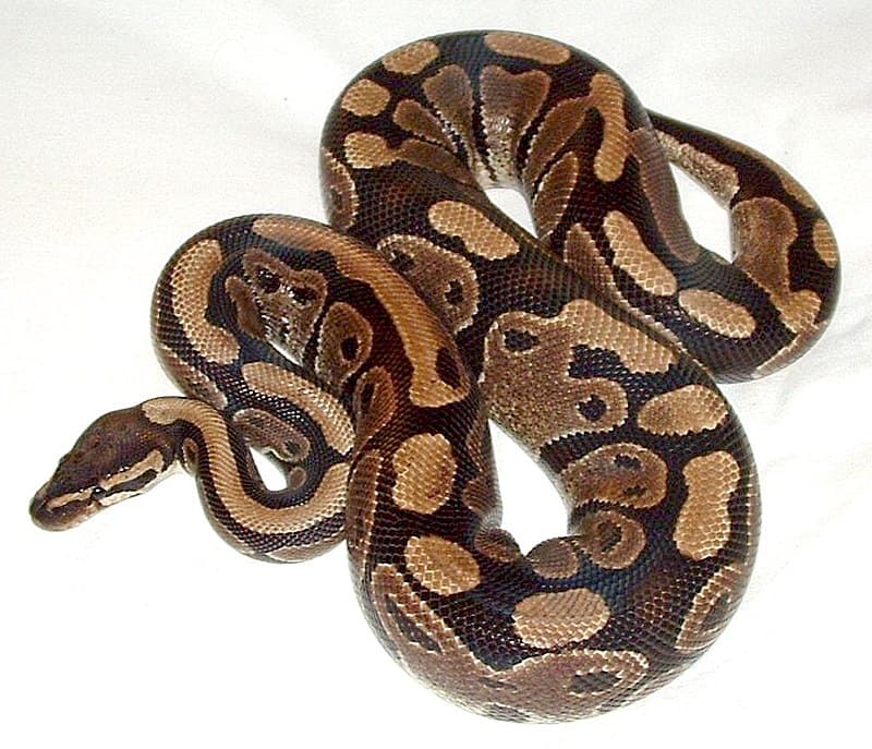 Typical Illnesses of Pet Python Snakes - Blue Reptile