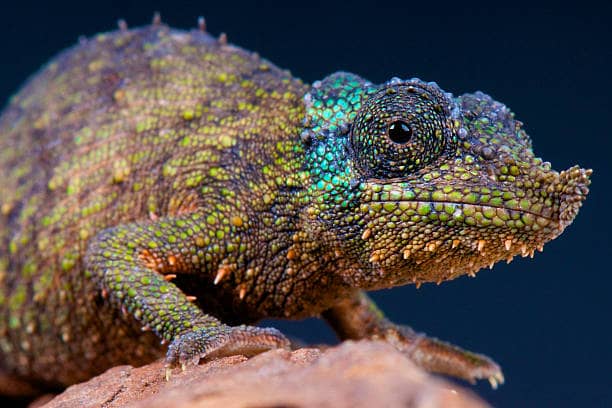 Pygmy Chameleon Feeding: A Comprehensive Guide - Blue Reptile