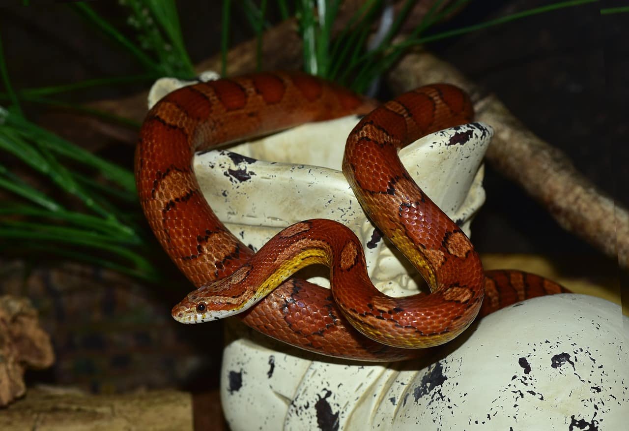 Corn Snake The Ultimate Care Guide including Enclosure, Food